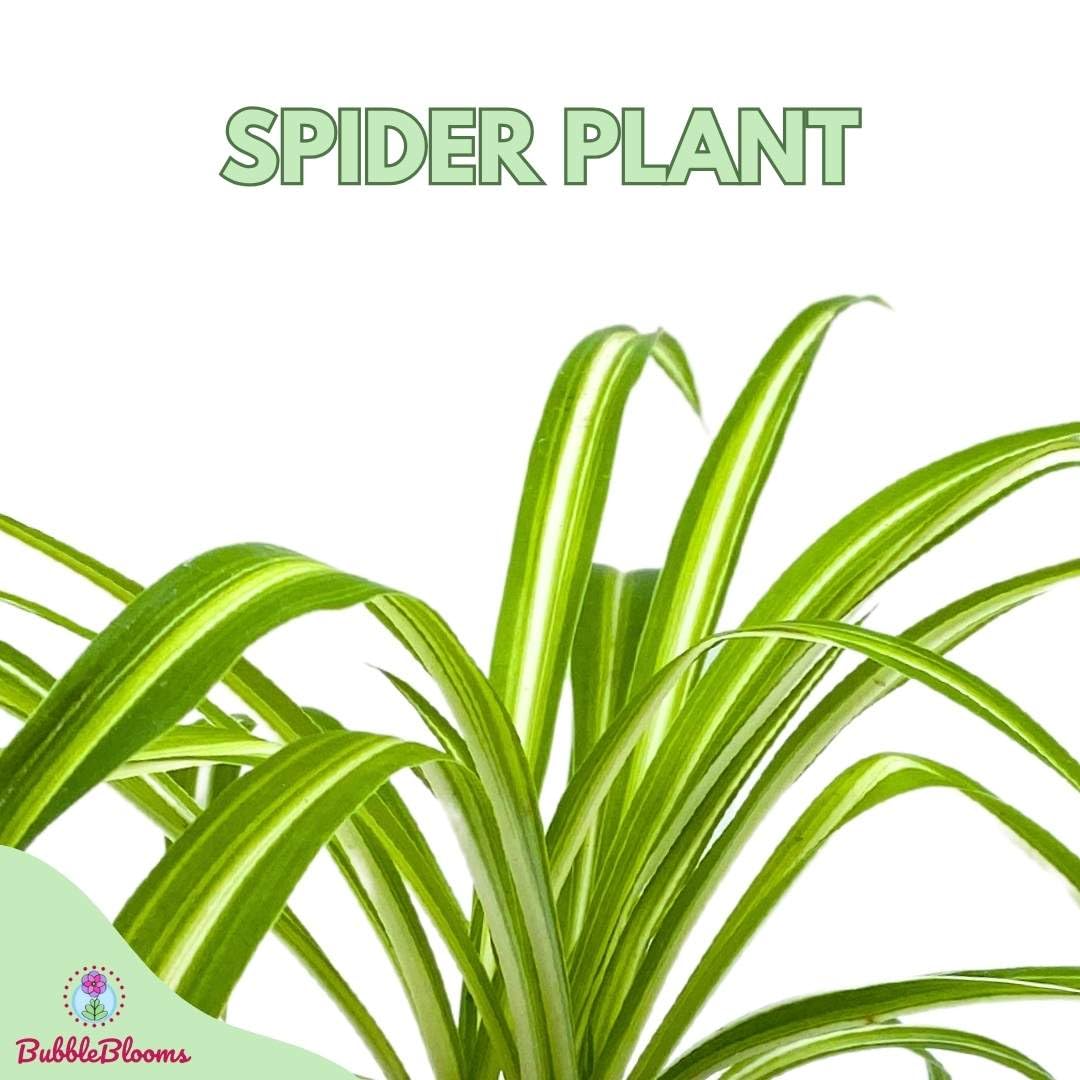 BubbleBlooms Spider Plant in a 4 inch Pot Chlorophytum comosum
