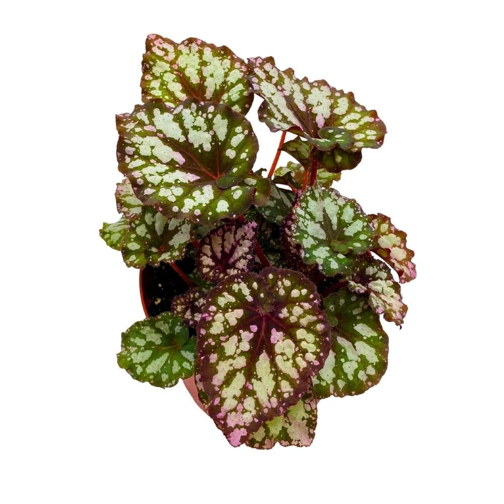 Harmony's Twister Sister Begonia Rex 6 inch Spiral Leaf