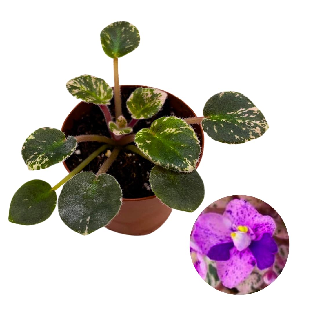 Harmony Foliage Mini African Violet Cajun's Lil Love Variegated 2 inch Pink Purple Flower