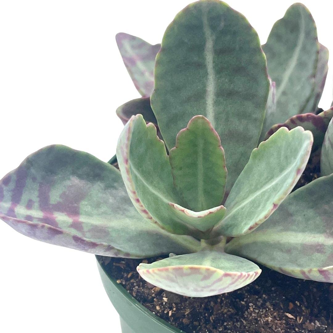 Kalanchoe Humilis, Desert Surprise, Variegated Donkey Ears Plant, Kalanchoe gastonis-bonnieri Purple