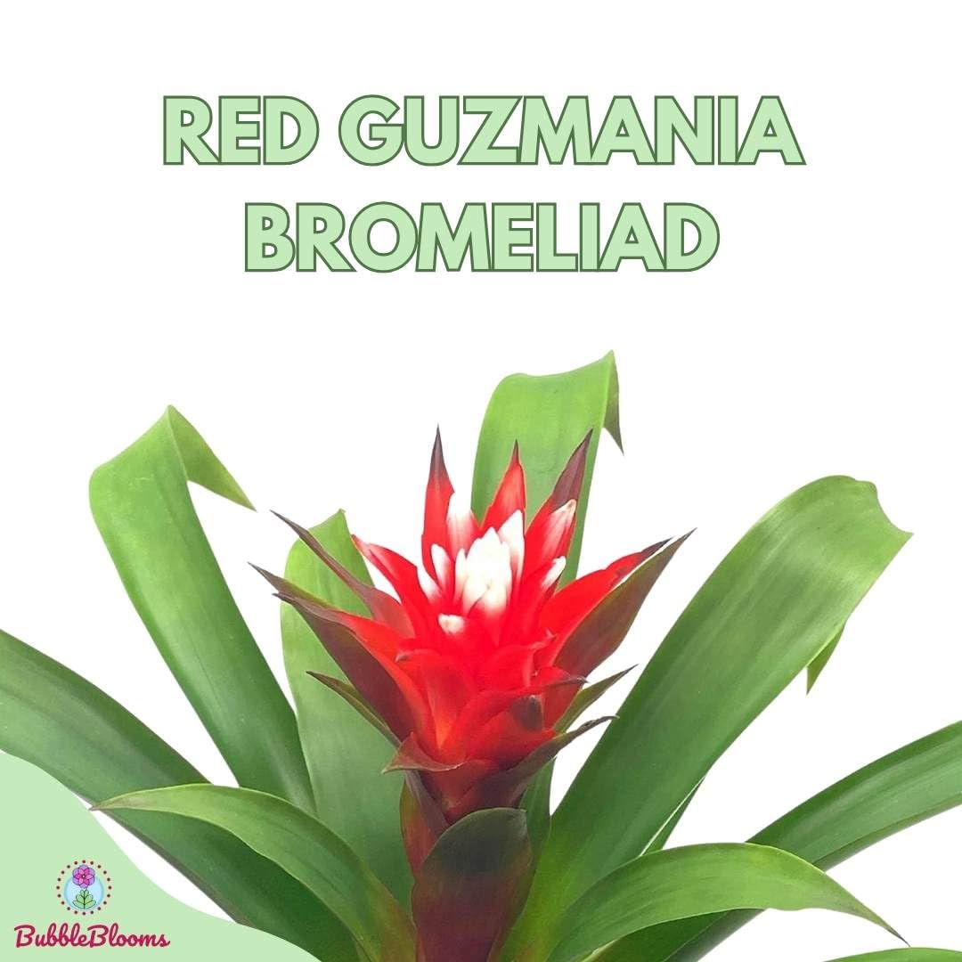 Red Bromeliad, 4 inch, Guzmania monostachia