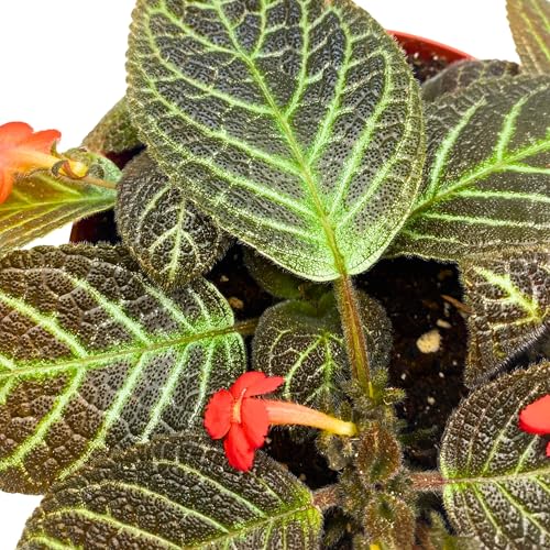Harmony Foliage Episcia Longwood Gardens Flame Violet 6 inch