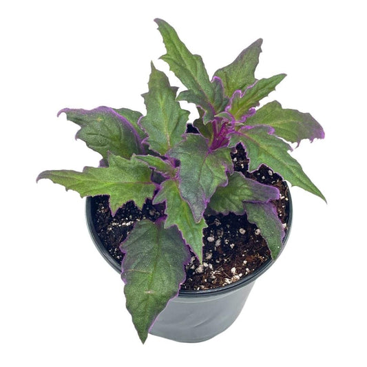 Flame Violet Velvetplant, Gynura aurantiaca, Purple Velvet Plant in 4 inch Pot. Fuzzy Leaves