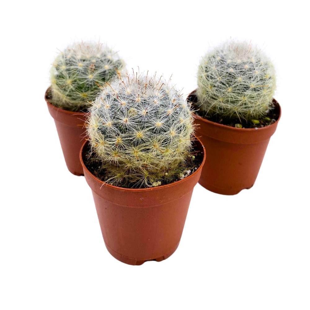 Powder Puff Cactus 2 inch Set of 3 Mammillaria bocasana White Yellow Crown of Flowers Tiny Mini Pixie Plants