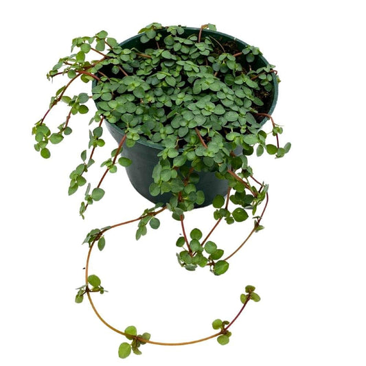 BubbleBlooms Pilea depressa Baby Tears in a 4 inch Pot