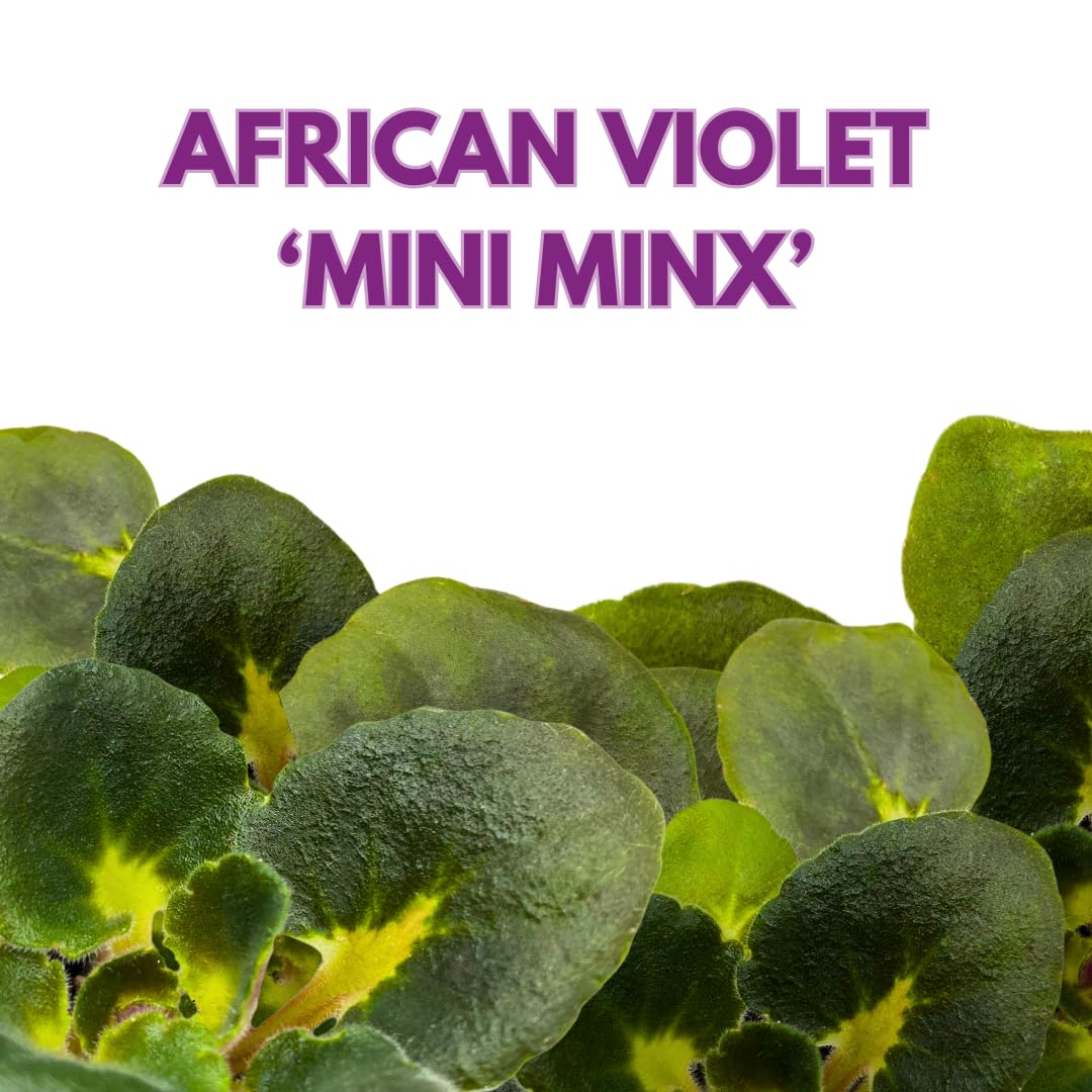 Harmony Foliage Mini African Violet Mini Minx, 2 inch Purple Flower