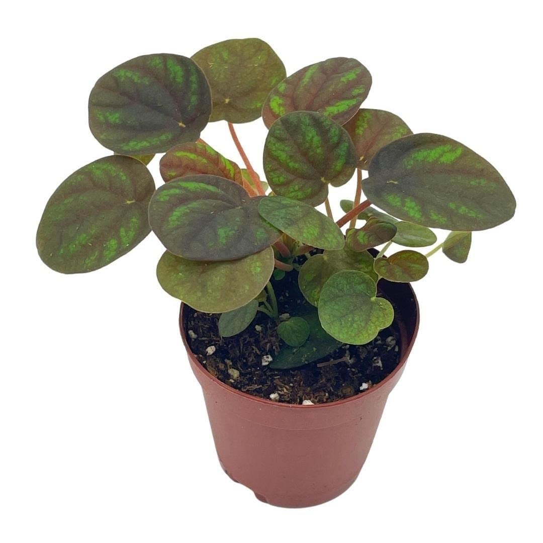 Peppermill Peperomia Frost, 2 inch, (Brownish) Emerald Ripple Pepper, caperata, albovittata