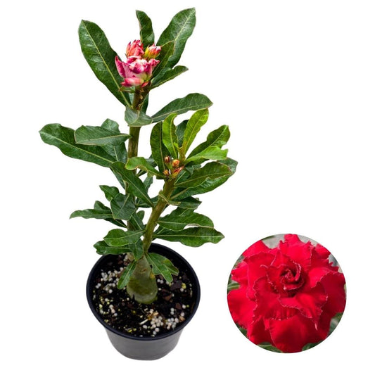 BubbleBlooms Desert Rose RC 169 Tuo Yao 5 inch Pot Red Ruffle Exotic Rare Flower