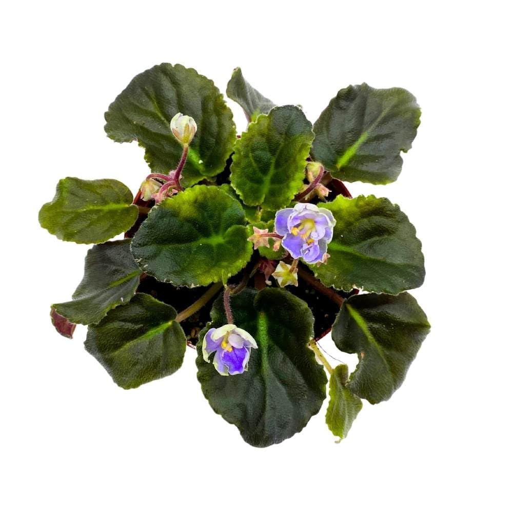 African Violet K's Sage Wand, 4 inch Light Purple Flower Saintpaulia Gesneriads