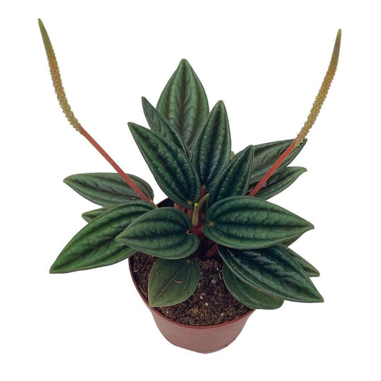 Peperomia Rosso, 2 inch, Frost Emerald Ripple Pepper, caperata, albovittata