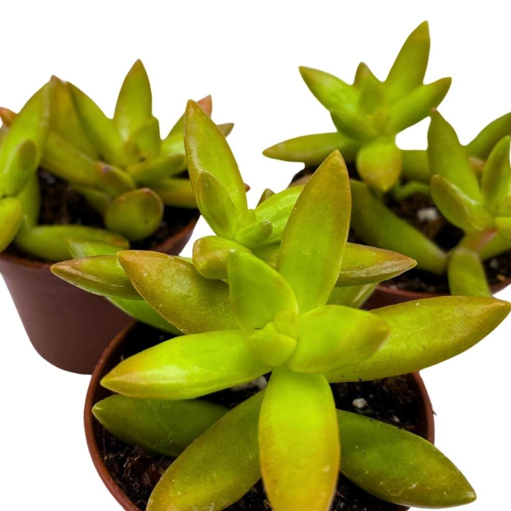 Sedum adolphii Firestorm, 2 inch Set of 3, Garden Succulents Tiny Mini Pixie