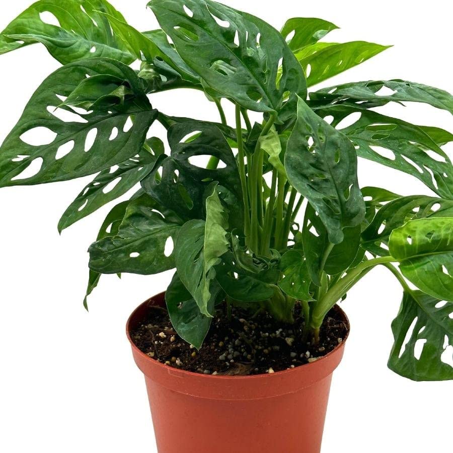 Swiss Cheese Plant, 6 inch Pot, Monstera Adansonii, Five Holes Vine Big Indoor House Plant