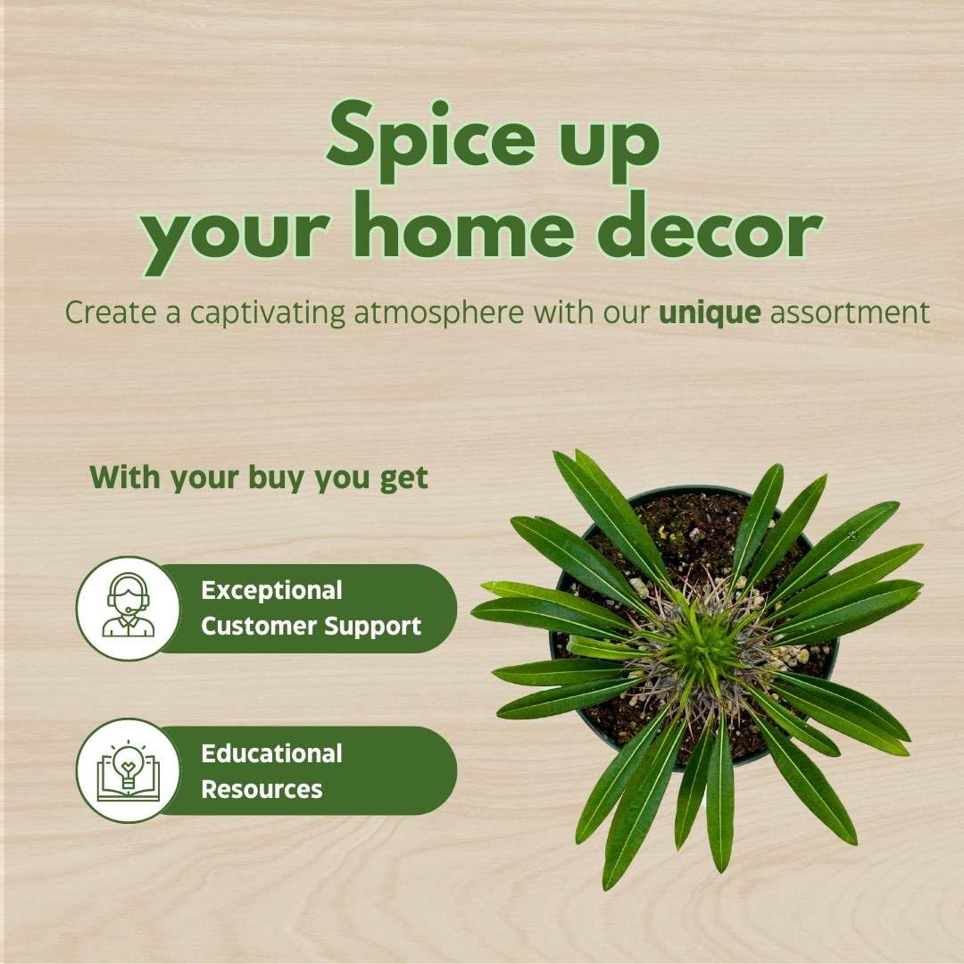 BubbleBlooms Madagascar Palm Pachypodium Geayi, 6 inch