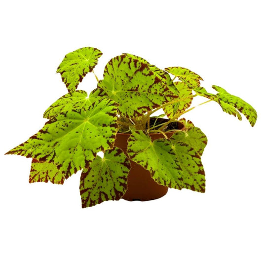 Harmony Foliage Begonia Golden Swallowtail 4 inch Rhizomatous