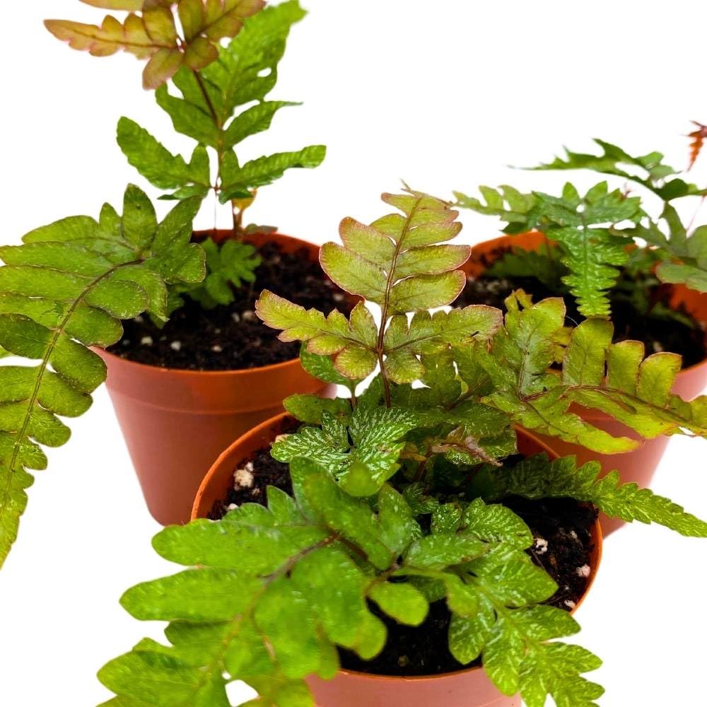 Mahogany Fern 2 inch Set of 3 Didymochlaena truncatula Tiny Mini Pixie Plants