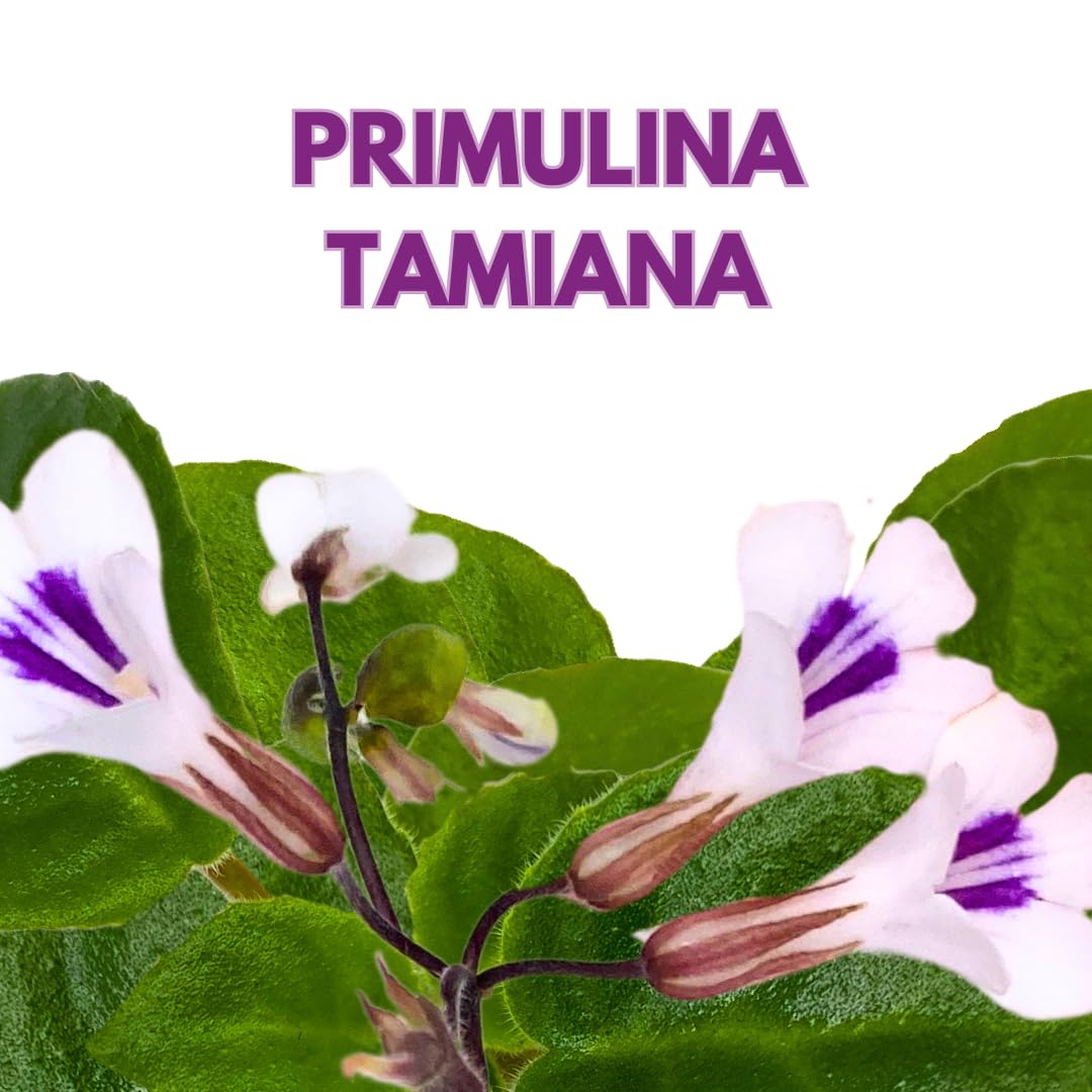 Harmony Foliage Primulina Tamiana Mini 2 inch White Purple Flower