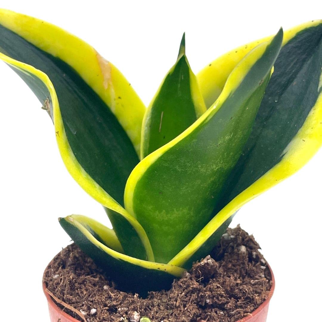 sansveria sp black & gold variegated snake plant BubbleBlooms Black Gold Snakeplant, Green and Yellow Snake Plant, Variegated Sansevieria trifasciata