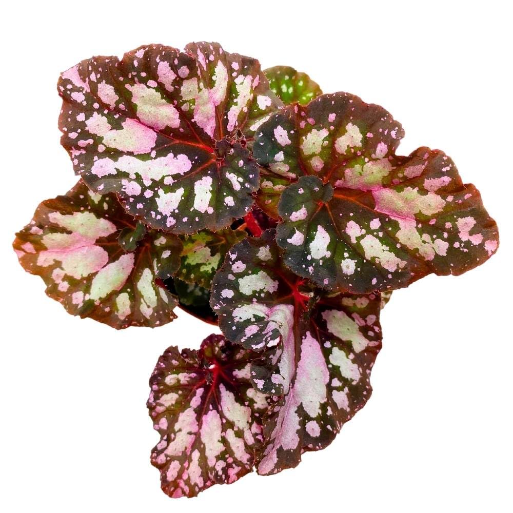 Harmony's Twisted Sister Begonia Rex, 4 inch Pink Blush with Spotty White Dots