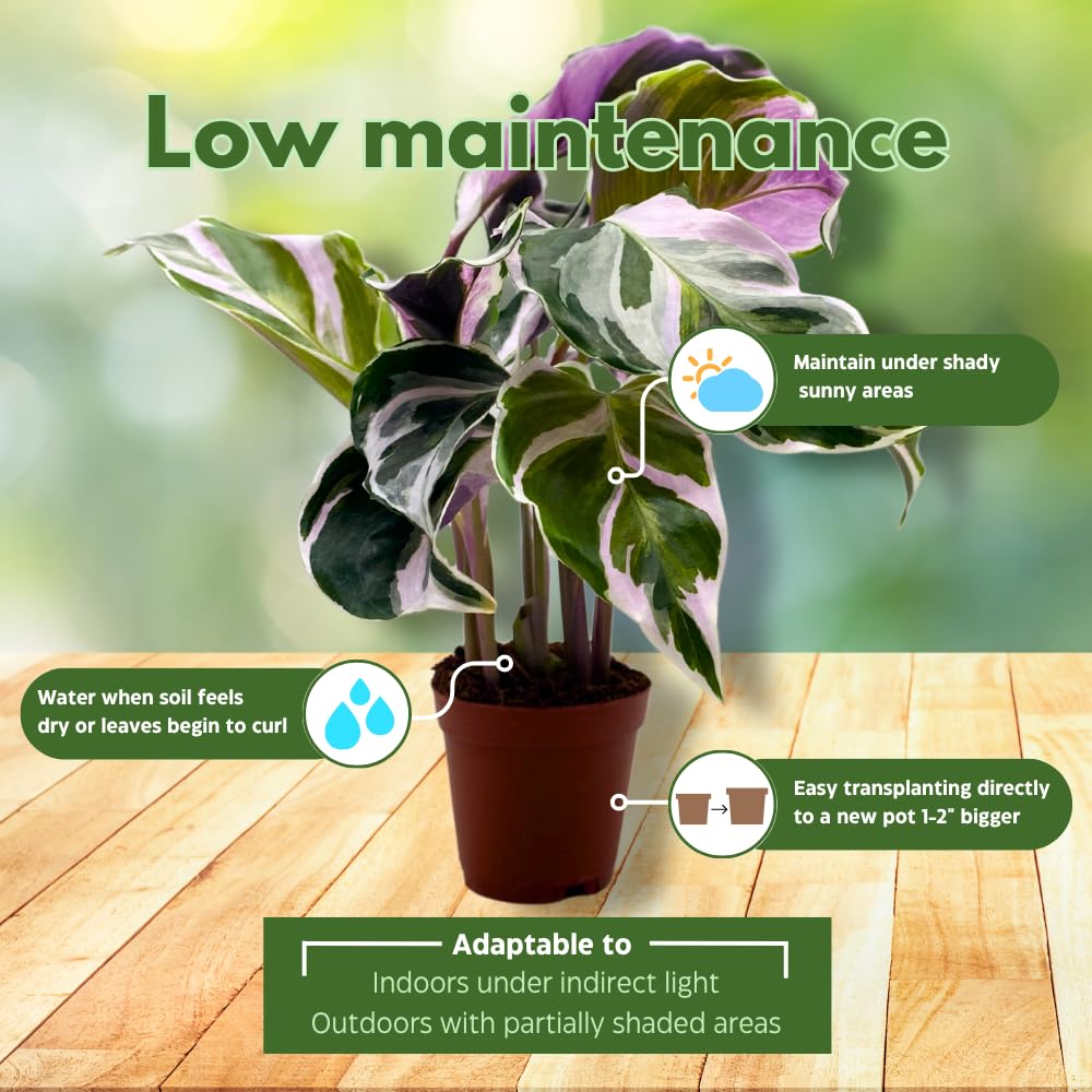 BubbleBlooms Calathea Stella White Fusion Variegated in a 2 inch Pot Tiny Minie Pixie Plant