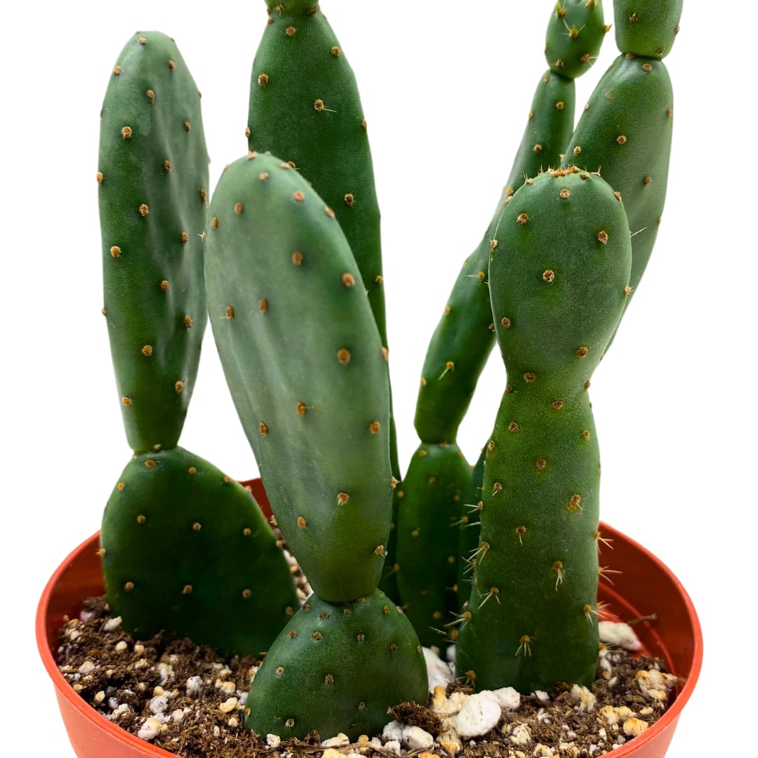 BubbleBlooms Prickley Pear Cactus 4 inch