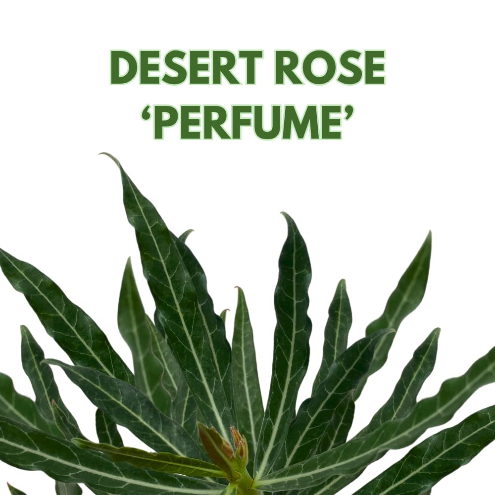 BubbleBlooms Desert Rose Perfume in a 4 inch Pot Extremely Rare Flower