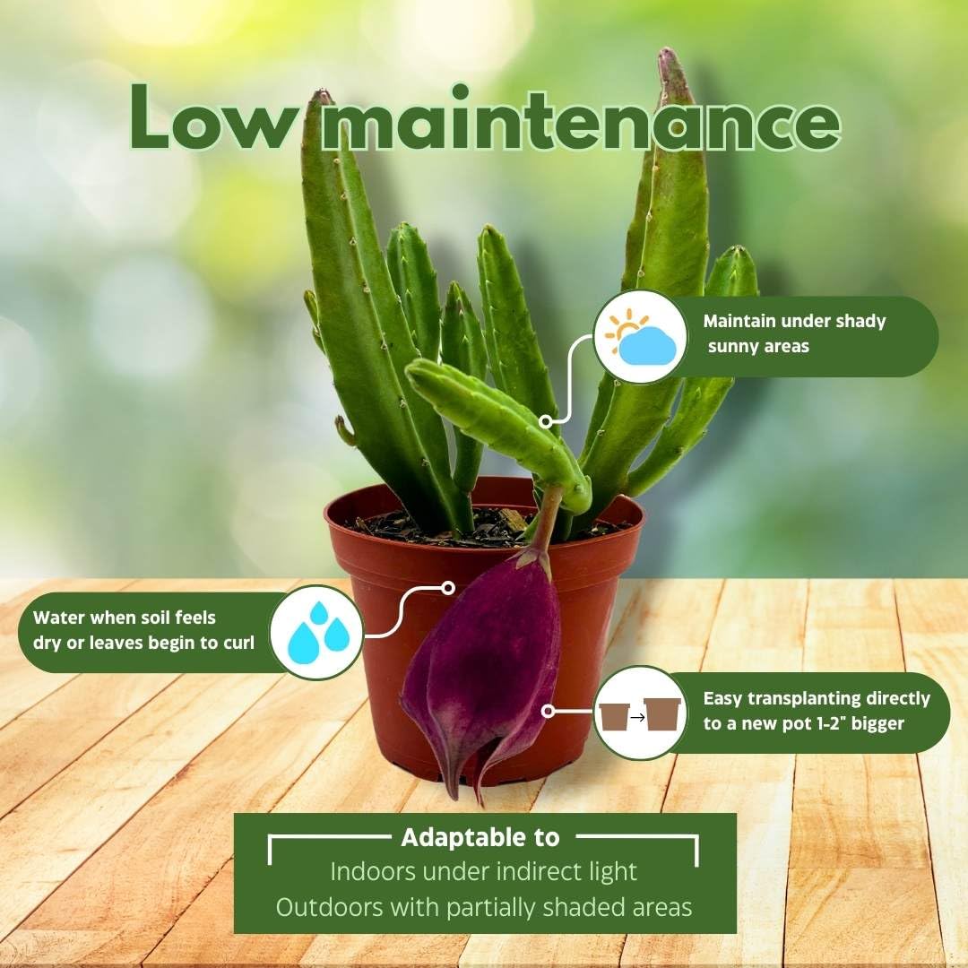 BubbleBlooms Stapelia leendertziae Black Bell Huernia in a 4 inch Pot Carrion Flower Maroon Cup Starfish