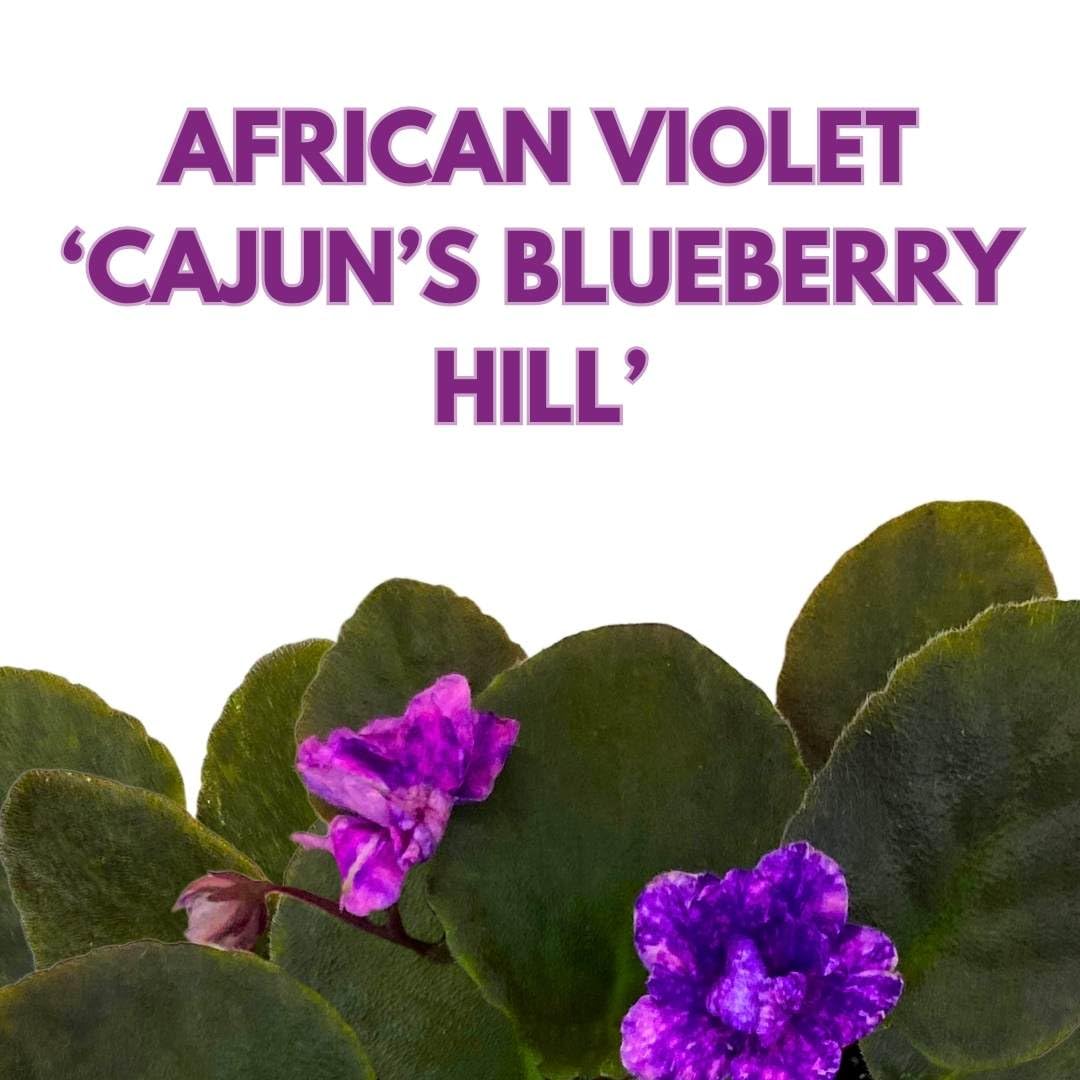 Harmony Foliage African Violet Cajun's Blueberry Hill 4 inch Gesneriad