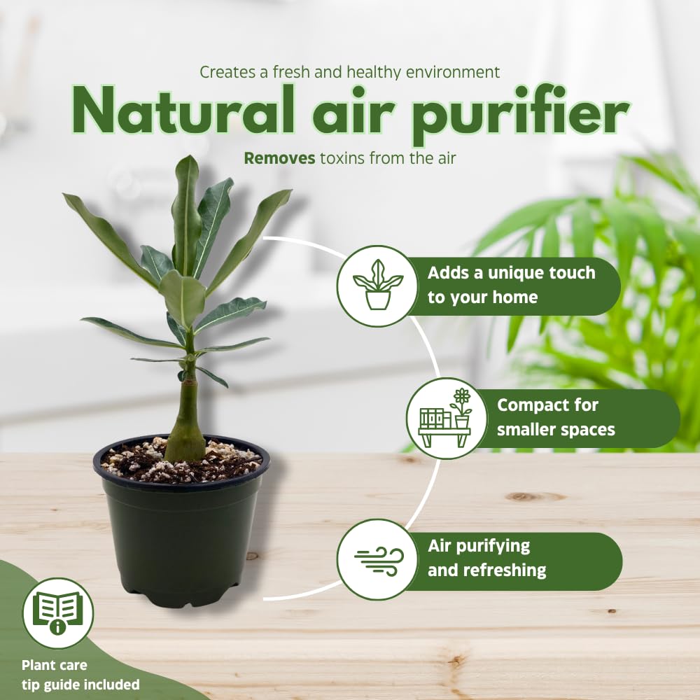 BubbleBlooms Desert Rose Golden Cicada in a 4 inch Pot Extremely Rare Flower