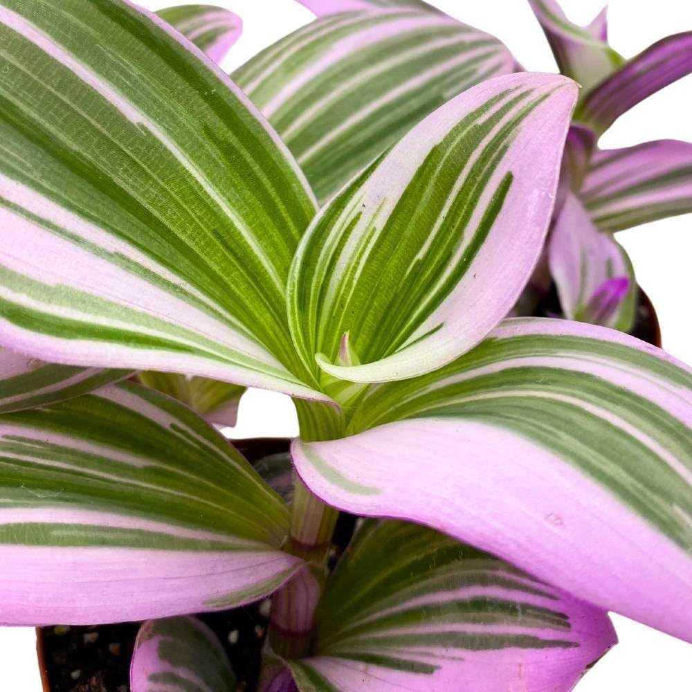 Tradescantia Nanouk 2 inch Set of 3 Fantasy Venice Wandering Dude Albiflora Spiderwort Tiny Mini Pixie