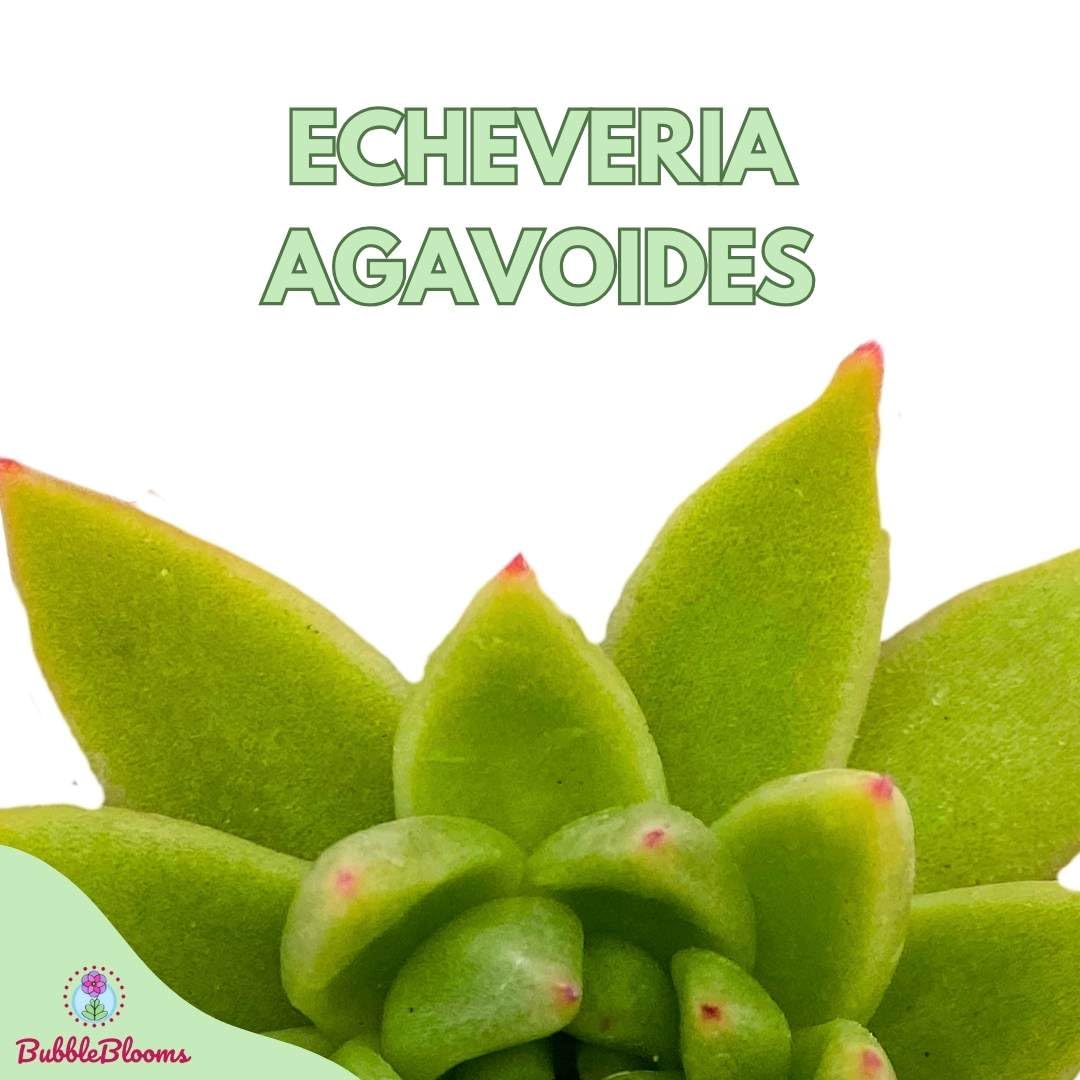 Echeveria agavoides, Molded-Wax Agave, in 3 inch Pot,
