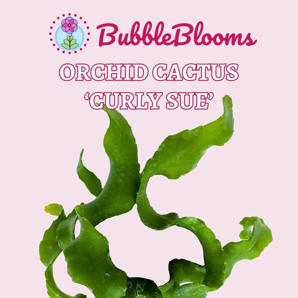 Curly Sue Big in 4 inch Pot, Epiphyllium guatemalensis mostrouse, Curly Locks Orchid Cactus, Pink Flower Cactus, Grows Large