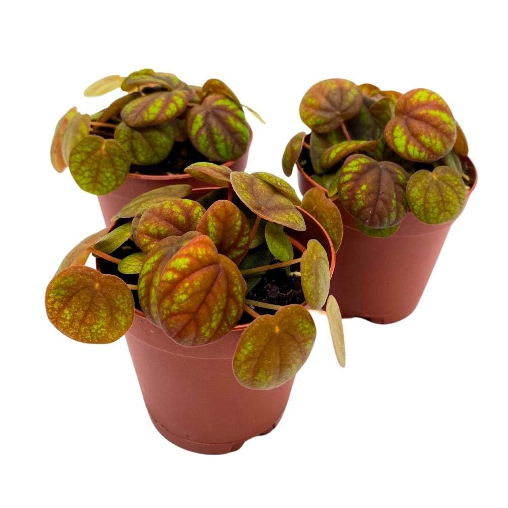 Peperomia Peppermill, 2 inch Set of 3, Orange-y Brown Green Rare Pep