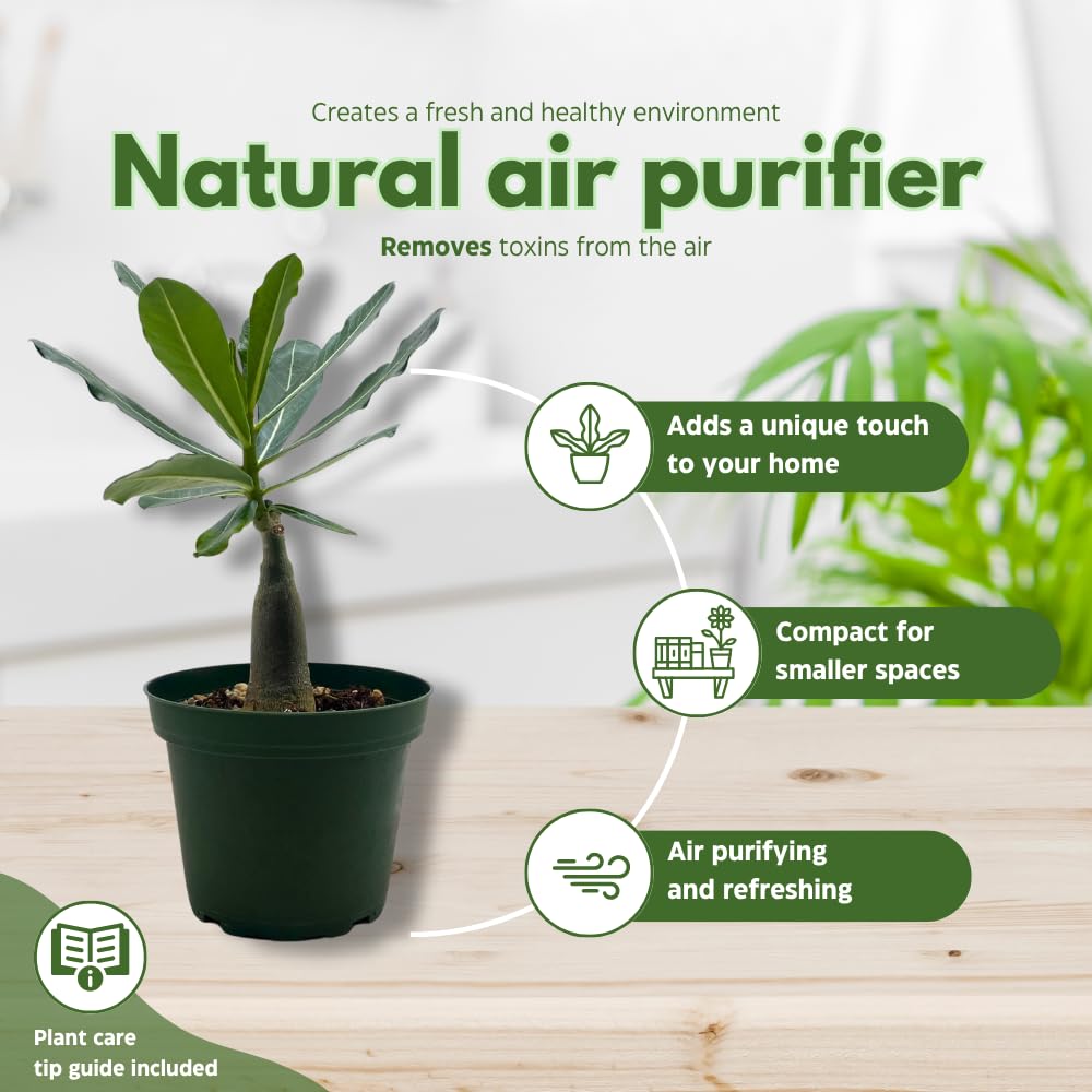 BubbleBlooms Desert Rose Golden Faith in a 4 inch Pot Extremely Rare Flower