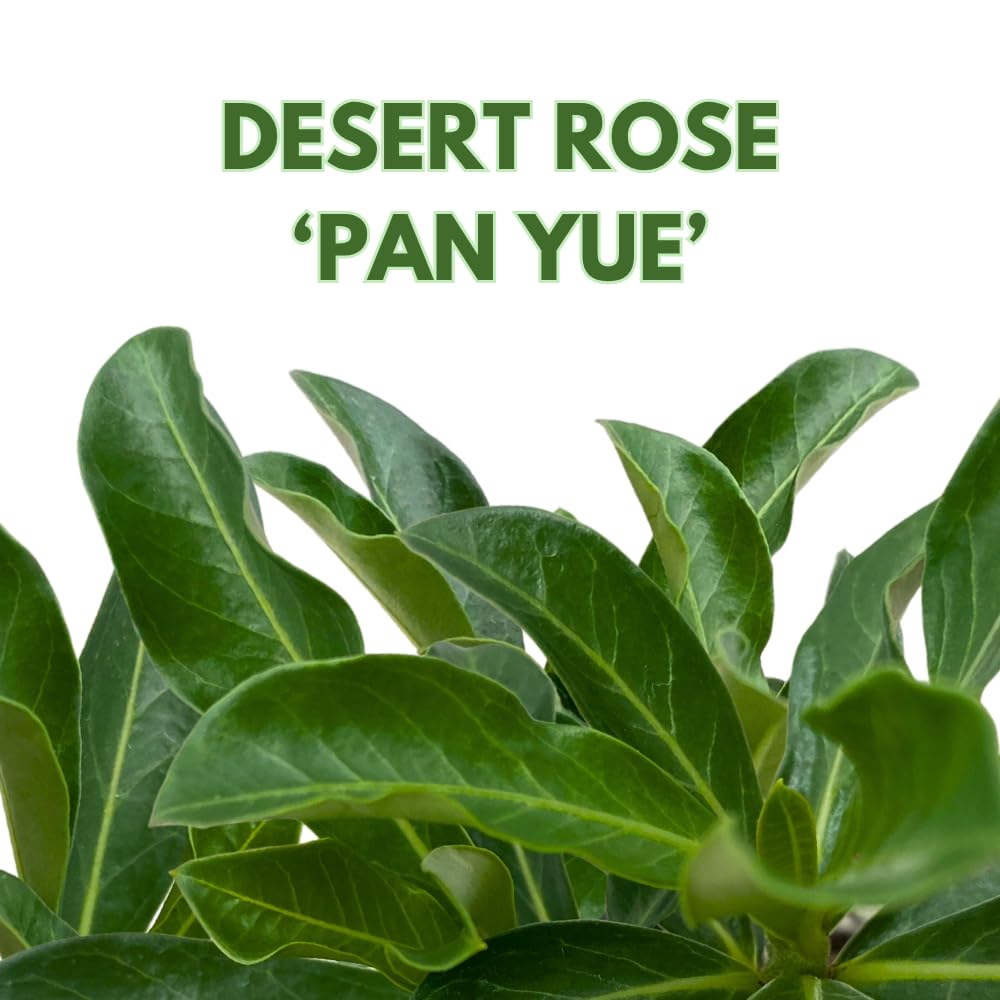 BubbleBlooms Desert Rose Pan Yue in a 4 inch Pot Extremely Rare Flower