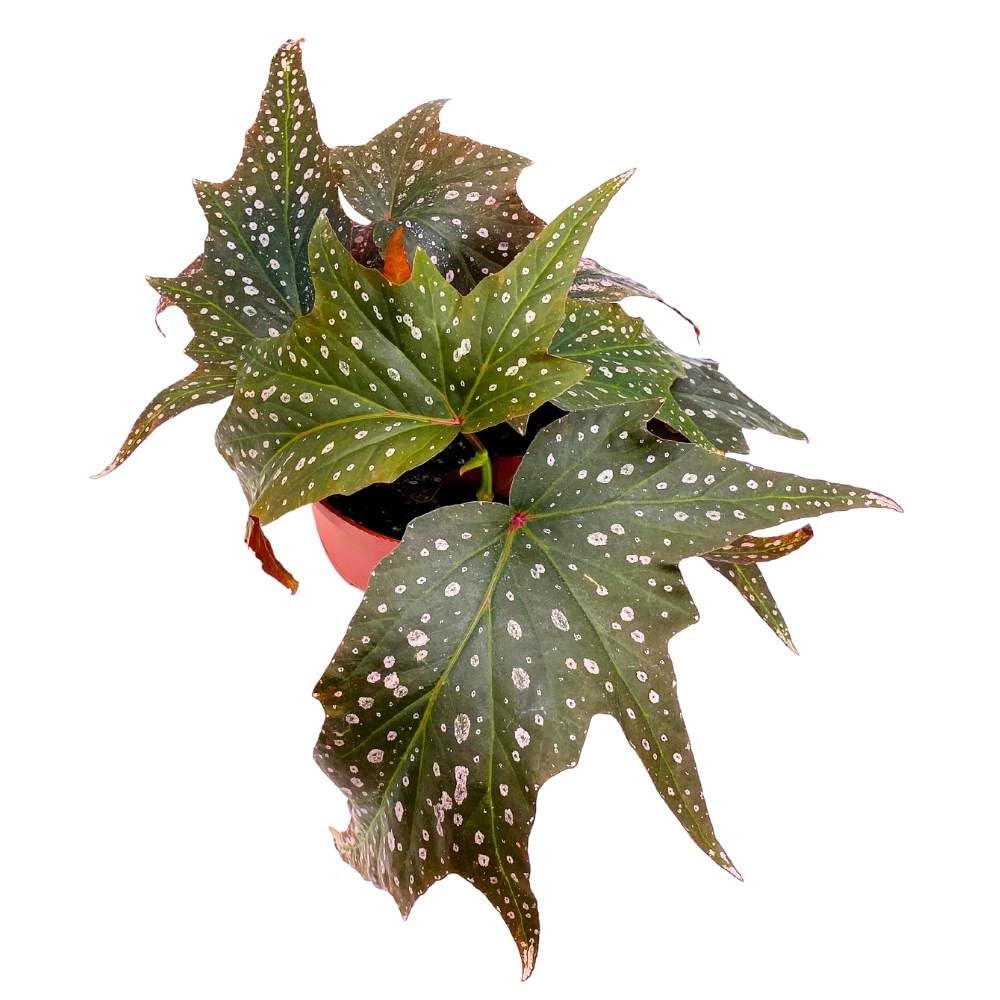 Harmony's Dimitrios Angel Wing, 6 inch Cane Begonia Pink Polkadot Gnarly Leaves