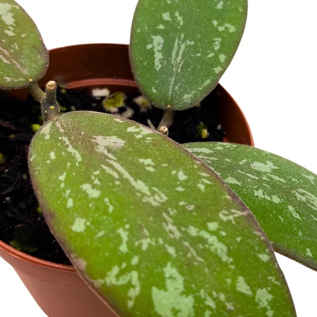 BubbleBlooms Hoya Sigilatis in a 2 inch Pot