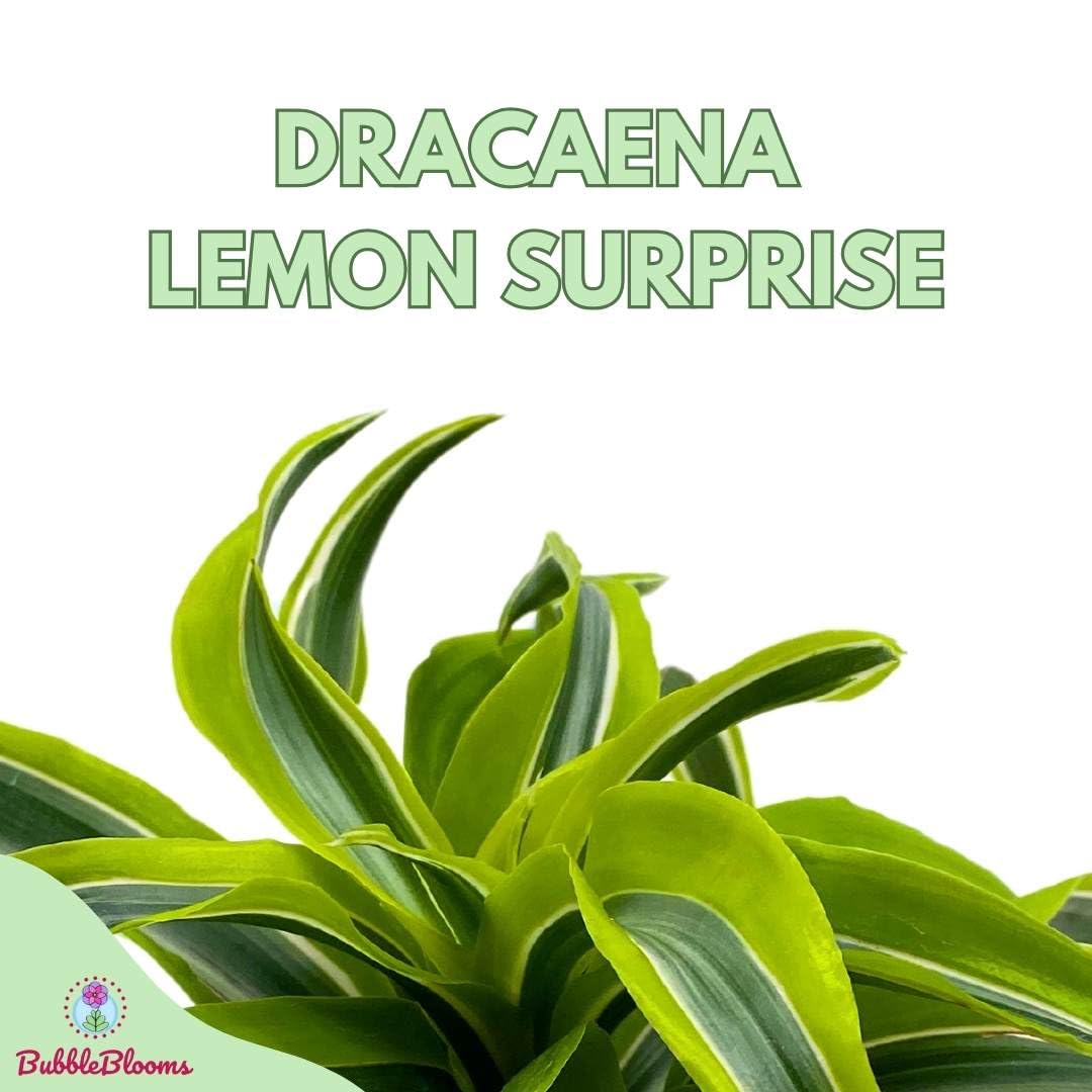 lemon surprise dracaena plant BubbleBlooms Dracena Lemon Surprise 4 inch deremensis, Lemon Lime frag – Florida House Plants