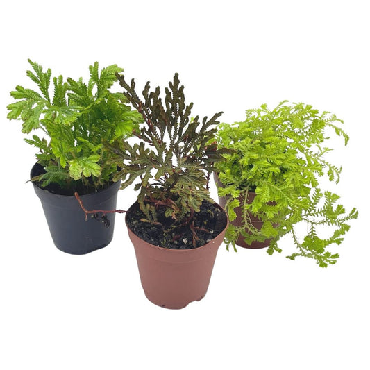 Club Moss Assortment, 2 inch pots, 3 Different Mossy Ferns, Green, red, and Yellow, Variety, Clubmosses Live Plant