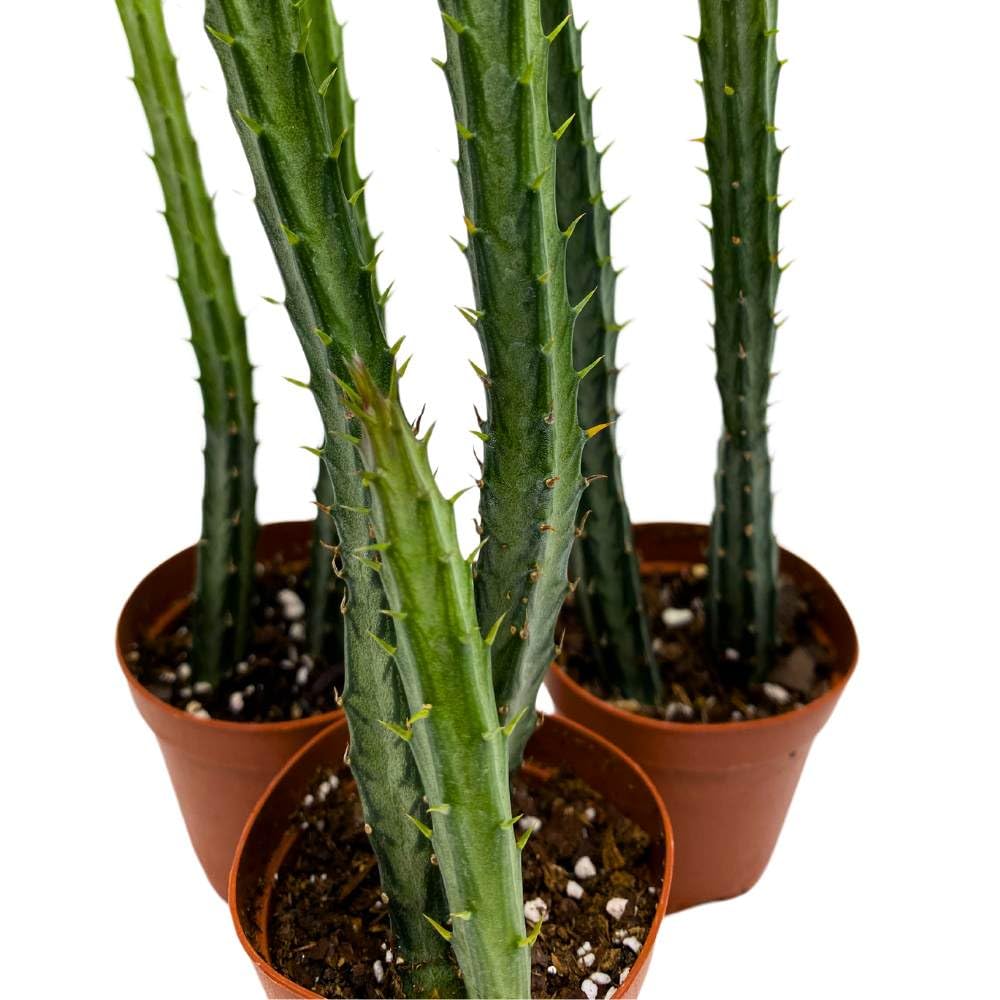 Pickle Plant Pencil Cactus, 2 inch Set of 3, Kleinia stapeliiformis Tiny Mini Pixie Plants