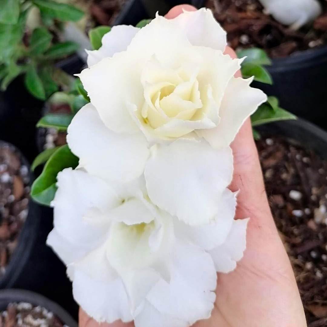 BubbleBlooms Desert Rose Whtie Dolphin 5 inch Pot White Exotic Rare Flower