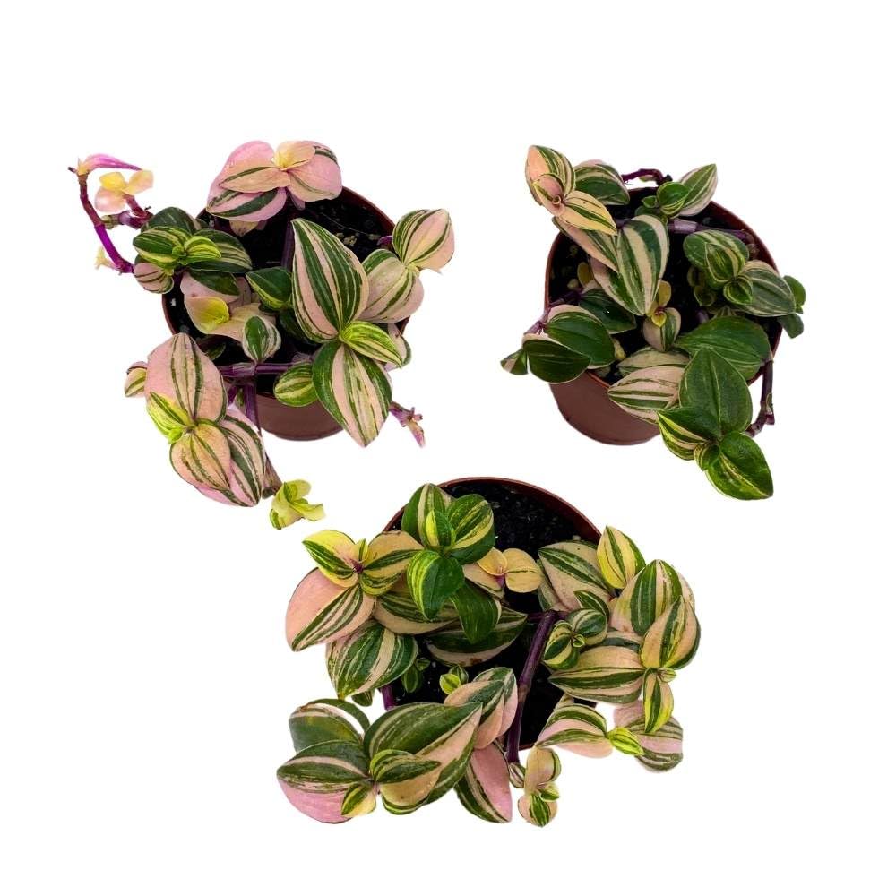 Tradescantia Mundula Lisa Tricolor Quadricolor Wandering Dude, 2 inch Set of 3, Tiny Mini Pixie Plant