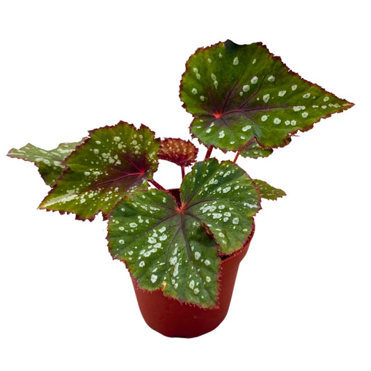 Harmony Foliage Harmony's Mary Jane Begonia Rex 4 inch