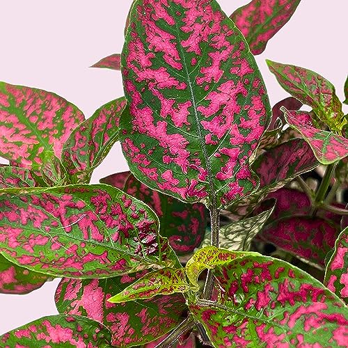 BubbleBlooms Red Hypoestes Phyllostachya in a 4 inch Pot Polka Dot Flamingo Plant