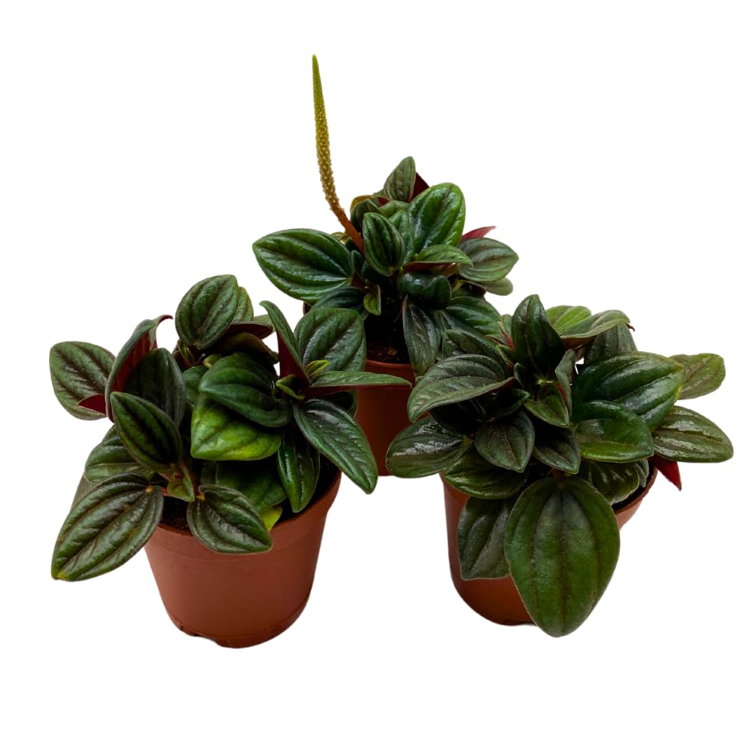 BubbleBlooms Peperomia Rosso 2 inch Set of 3