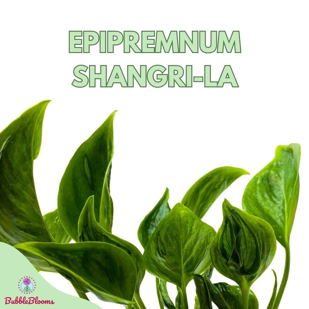 BubbleBlooms Epiprenum Shangri-La in a 4 inch Pot Spinach Pothos Shangri La