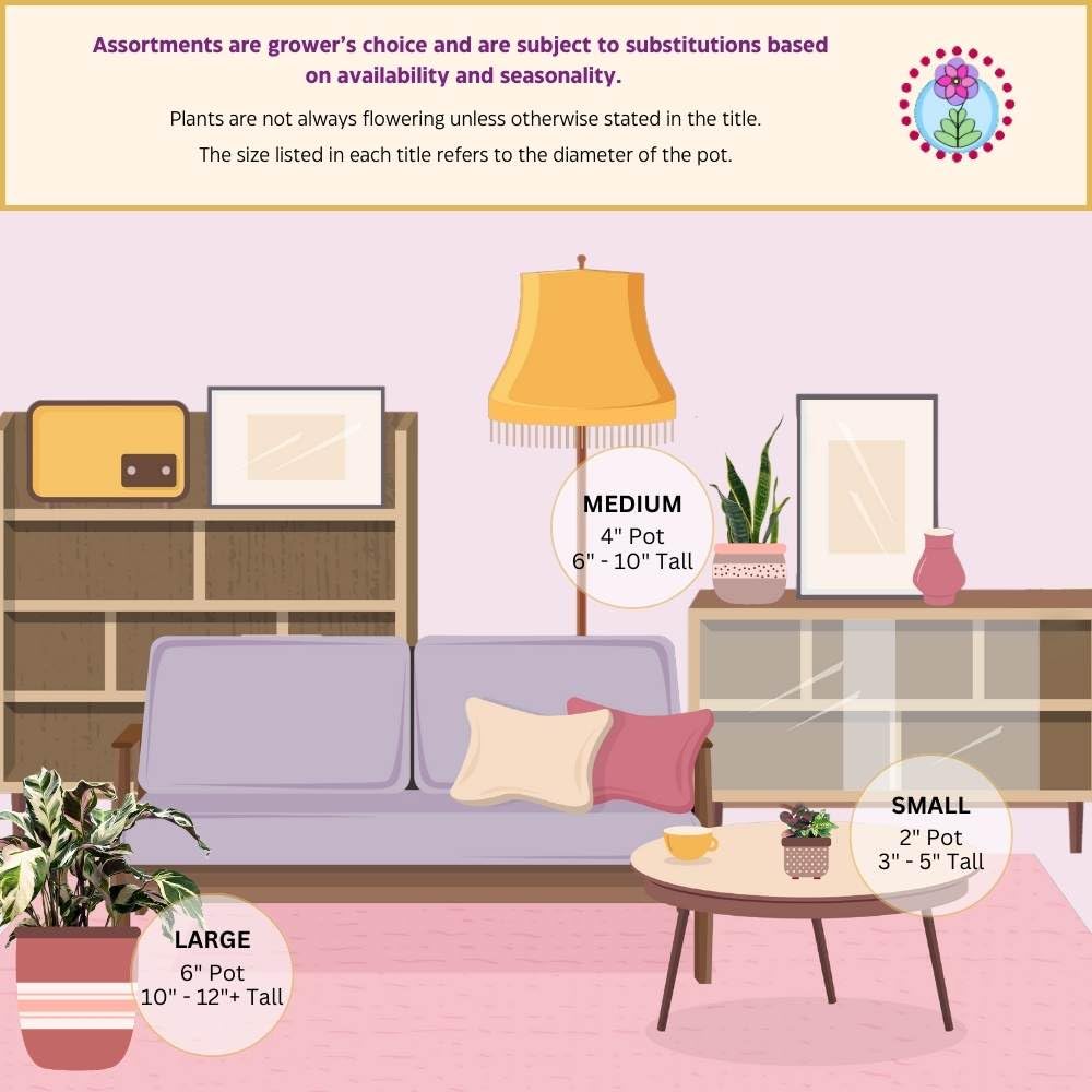 BubbleBlooms Ficus elastica Burgundy, Rubberplant, India Rubber Plant, India Rubber Tree fig in a 4 inch Pot