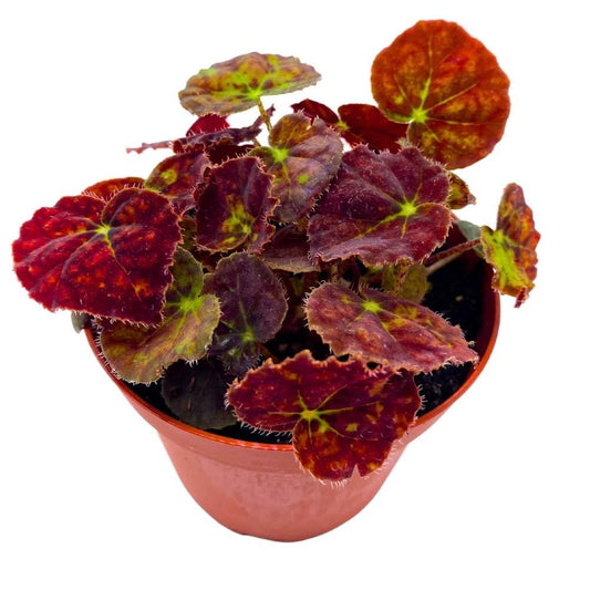 Begonia Vivaldi 4 inch Rhizomatous Dark Red