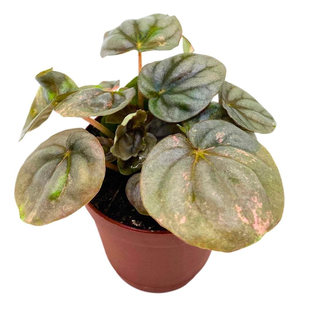 Peperomia Pink Lady 2 inch Harmony's Pink Variegated pep Strong Genetics