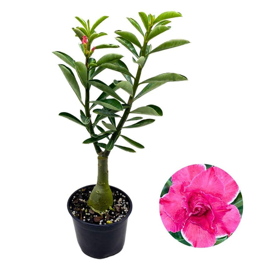 BubbleBlooms Desert Rose Cherish Love 5 inch Pot Pink and White Albo Variegated Exotic Rare Flower