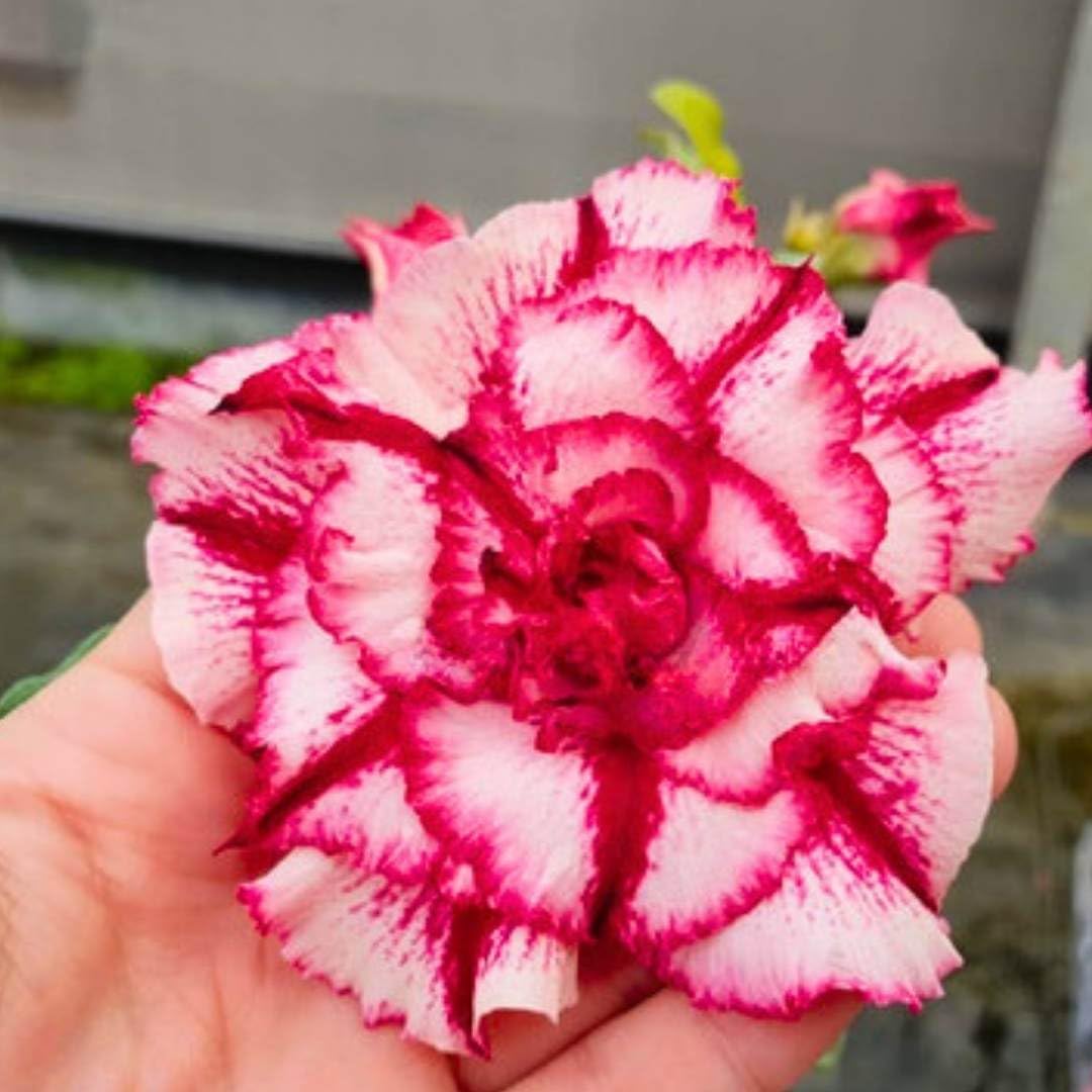 BubbleBlooms Desert Rose Guangyao 5 inch Pot Red Pink and White Variegated Exotic Rare Flower